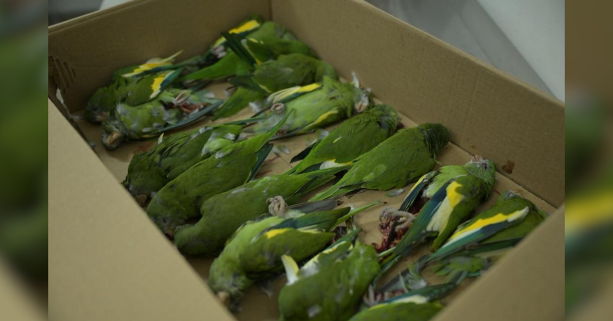 Aves são resgatadas após serem atropeladas em Manaus