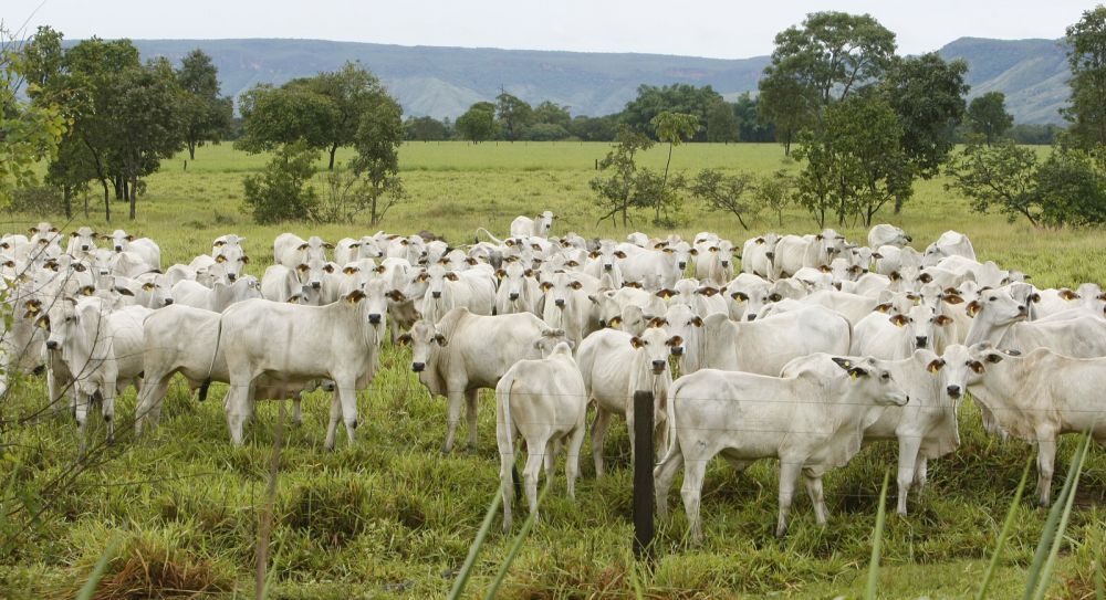 Brasil supera EUA e lidera produção de carne bovina em 2025