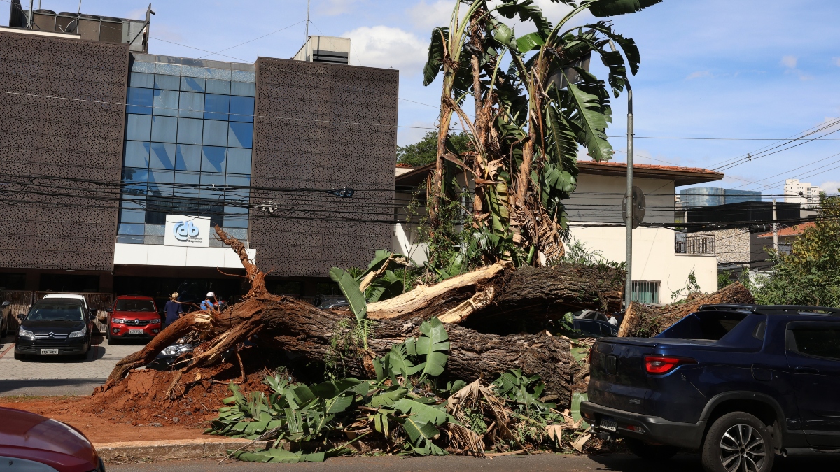 Enel sinaliza enterramento da rede elétrica em SP após ameaça de rompimento