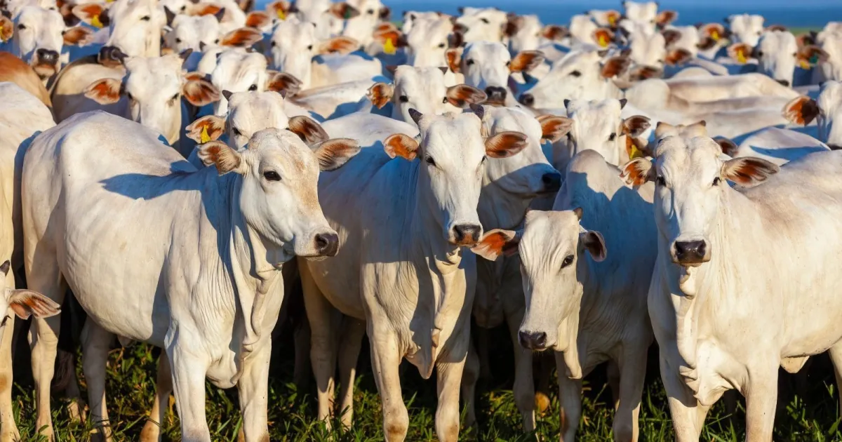 Exportações à China serão cruciais para equilibrar oferta de boi
