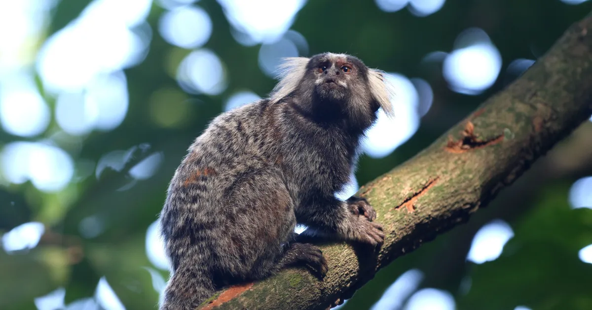 Pedidos de resgate de animais silvestres crescem 26% em São Paulo