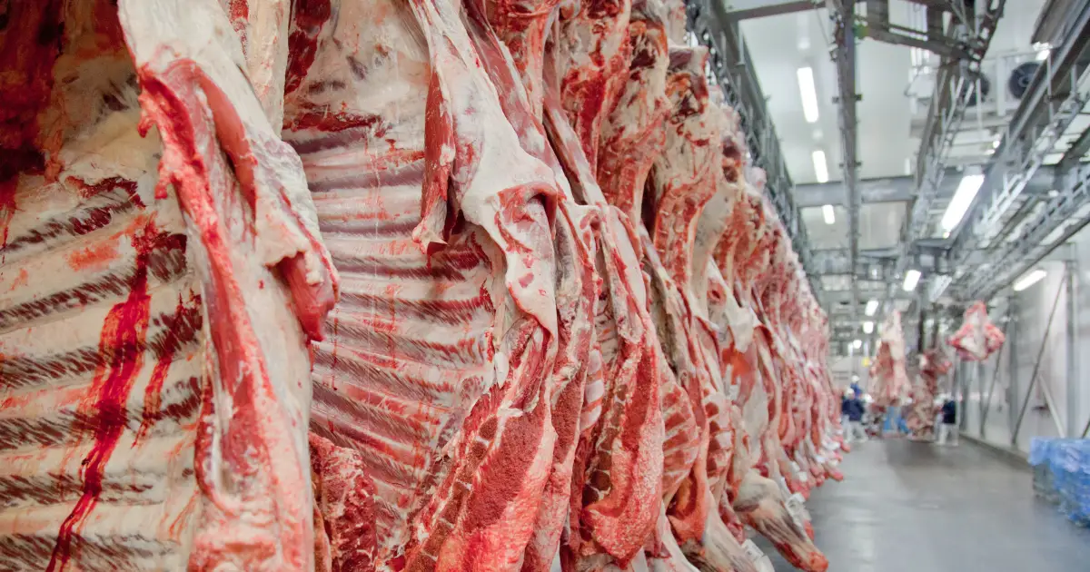 Apesar de tarifaço, exportações de carne bovina do Brasil batem recorde