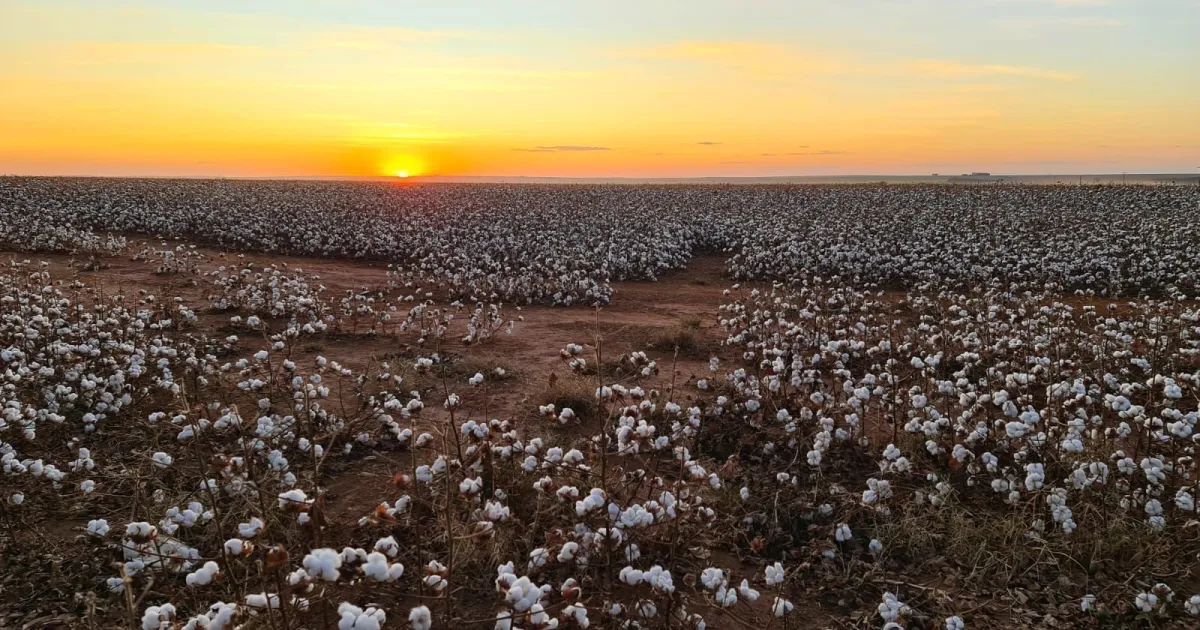 Brasil deve ter recorde nas exportações de algodão em 2025/26