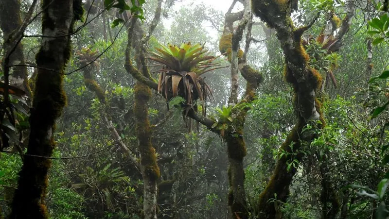 Bromélias enriquecem o solo e promovem a diversidade de plantas na floresta