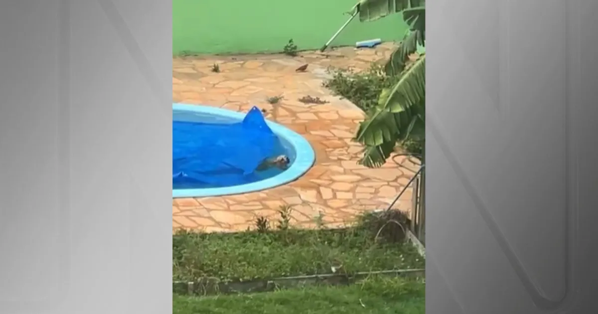 Cachorro cai em piscina e é salvo de afogamento por bombeiros em MT