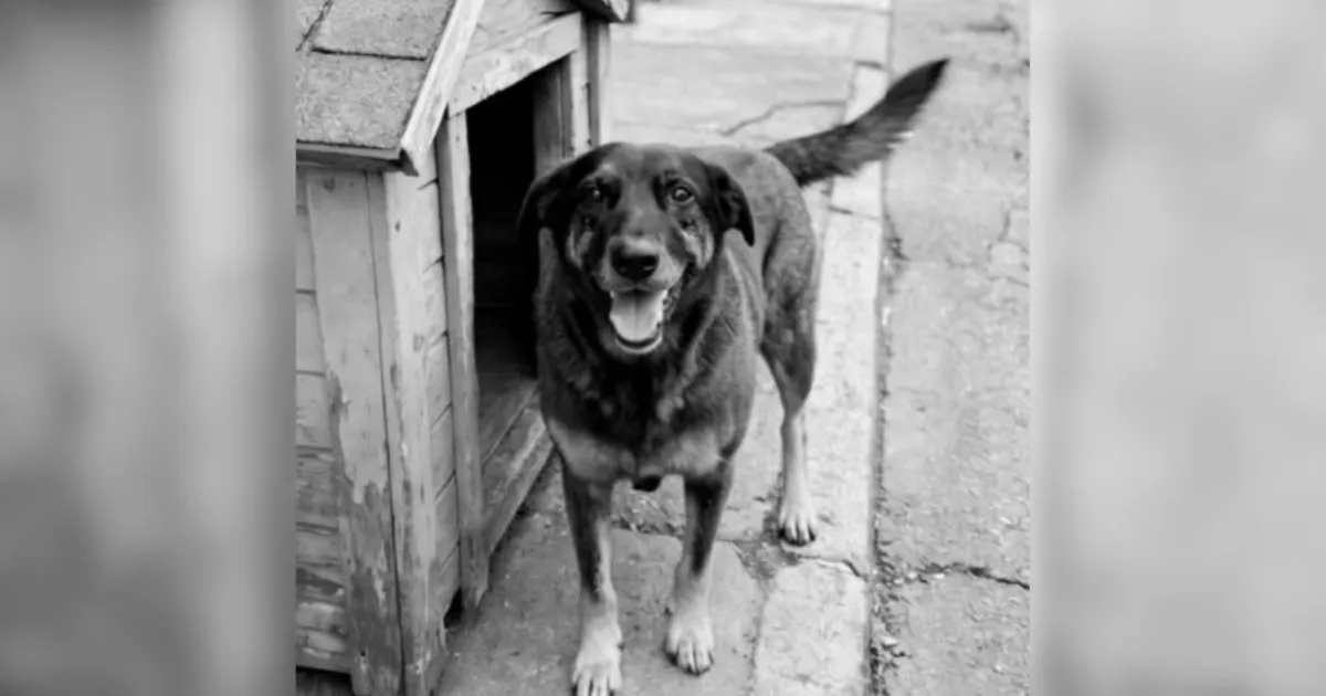 Cão Orelha: famílias dizem que adolescentes são inocentes