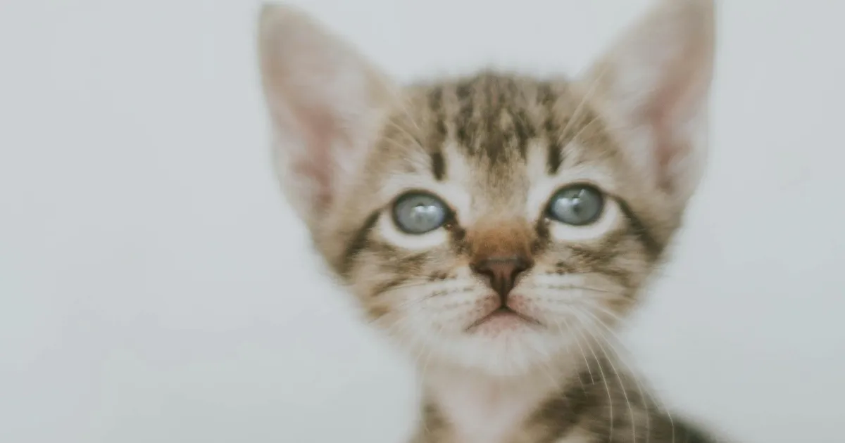 Clínica é condenada após morte de gato com superdosagem de remédio no RN