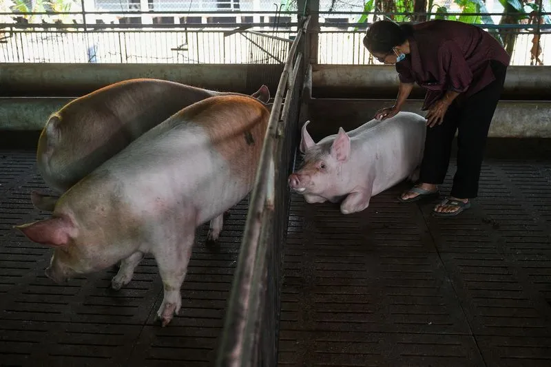 Embrapa e UFMG lançam plataforma para mapeamento de doenças suínas
