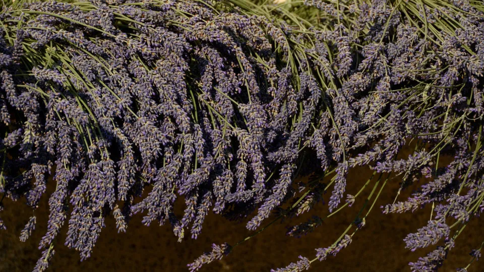 Plantas que atraem dinheiro e boa sorte para sua casa