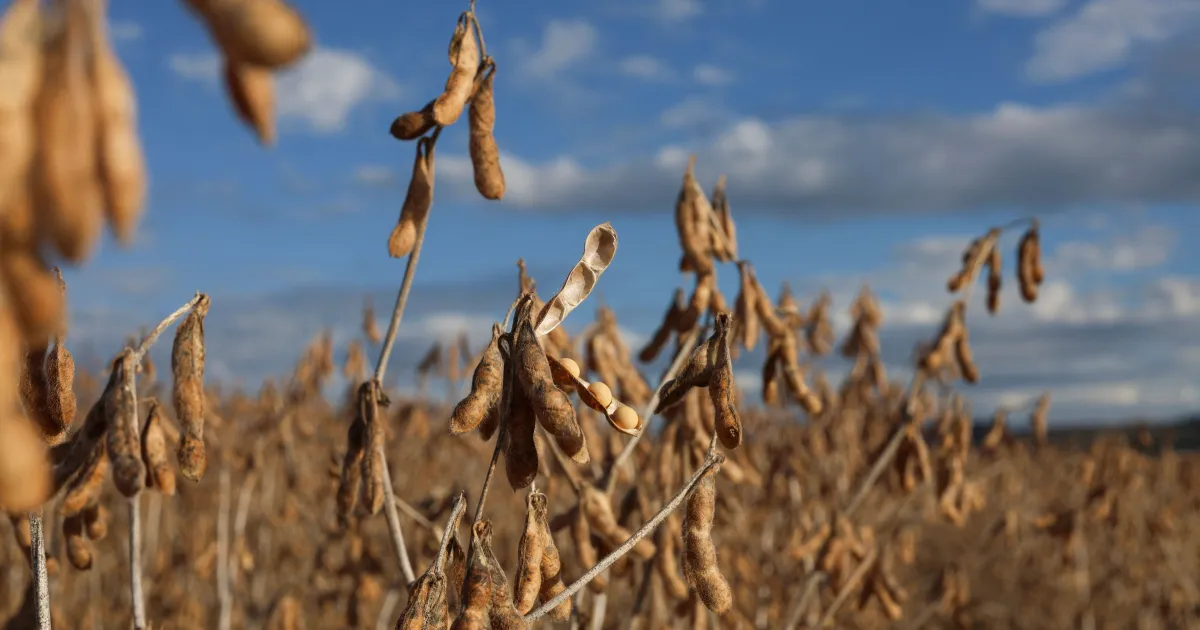 Safra de soja pode atingir 176 milhões de toneladas, aponta Biond Agro